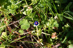 Lysimachia arvensis caerulea