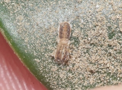 Trioza brevigenae
