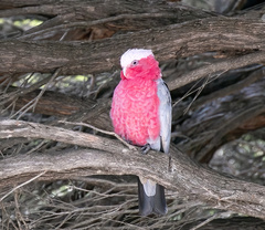 Eolophus roseicapilla