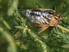 Megatibicen dealbatus