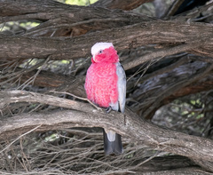 Eolophus roseicapilla
