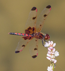 Celithemis elisa