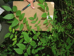 Lonicera canadensis