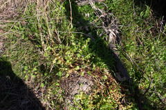 Lysimachia arvensis caerulea