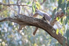 Cormobates leucophaea