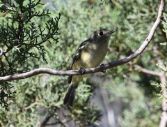 Vireo huttoni