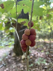 Disholcaspis globosa