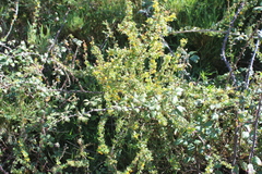 Berberis chilensis
