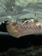 Papilionidae