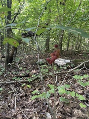 Disholcaspis globosa