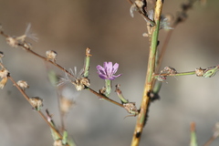 Stephanomeria virgata