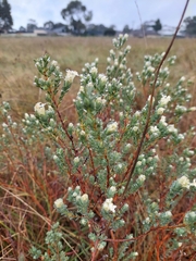 Pimelea glauca