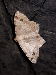 Macaria bisignata