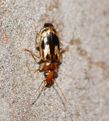 Lebiinae