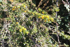 Berberis chilensis
