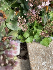 Anthidium oblongatum