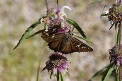 Apyrrothrix araxes