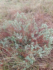 Pimelea glauca