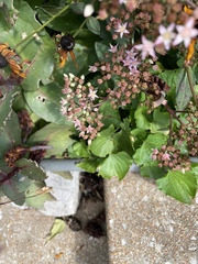 Anthidium oblongatum