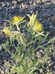 Mentzelia laevicaulis