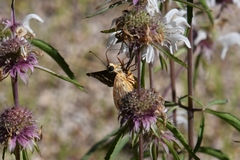 Apyrrothrix araxes