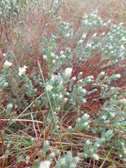 Pimelea glauca