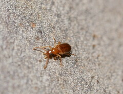 Anthicidae