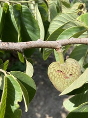 Annona