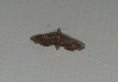 Anageshna primordialis