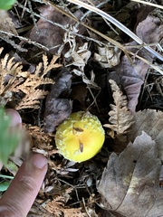 Amanita muscaria