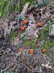 Cantharellus cinnabarinus
