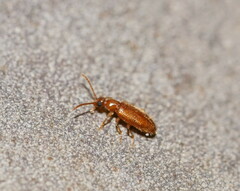 Anthicidae