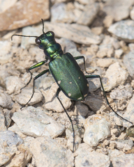 Cicindela sexguttata