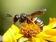 Euodynerus hidalgo