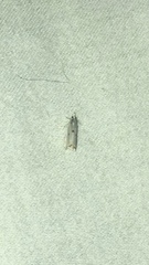 Microcrambus biguttellus