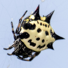 Gasteracantha cancriformis