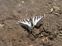 Papilio eurymedon