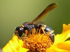 Euodynerus hidalgo