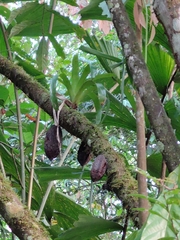 Theobroma cacao