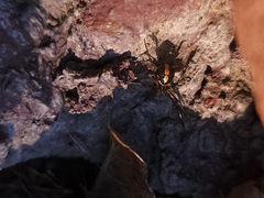 Latrodectus hesperus