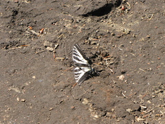 Papilio eurymedon