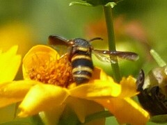 Euodynerus hidalgo