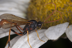 Therion circumflexum