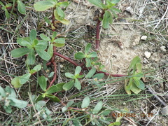 Portulaca oleracea