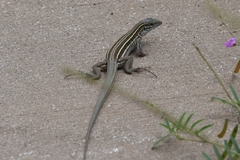 Aspidoscelis
