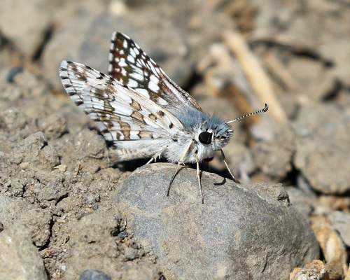 Common Checkered-Skipper, South San Jose, San Jose, CA, USA, photo 6 of 10