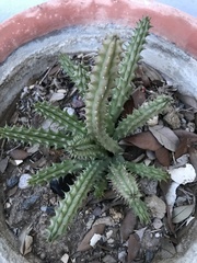 Huernia