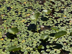 Nuphar polysepala
