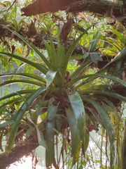 Tillandsioideae