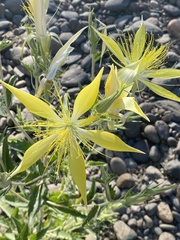 Mentzelia laevicaulis